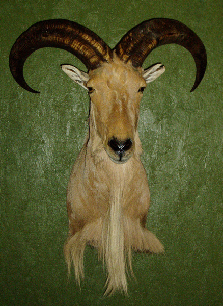 MARTINEZ - Sheep/Antelope