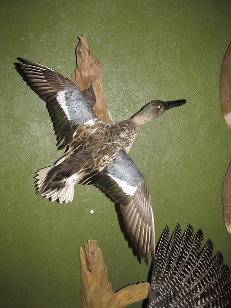  - Birds