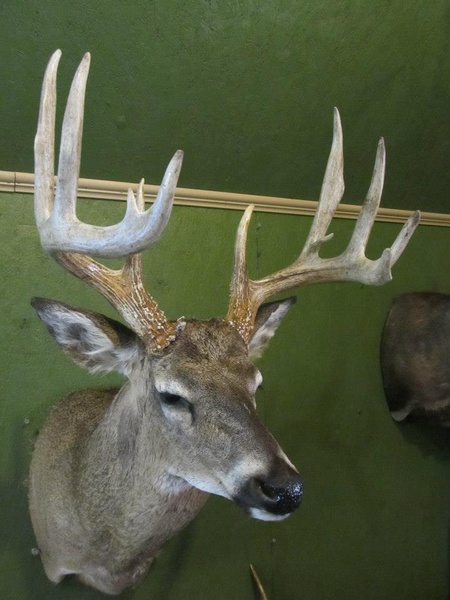 KUYKENDALL - Shoulder Mounts