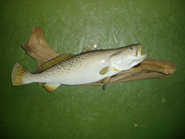 CRUMPLER 33' - Fish