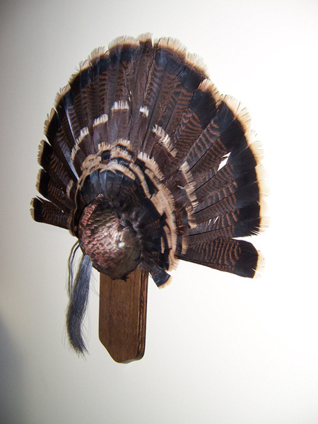 DOUBLE BEARD - Birds