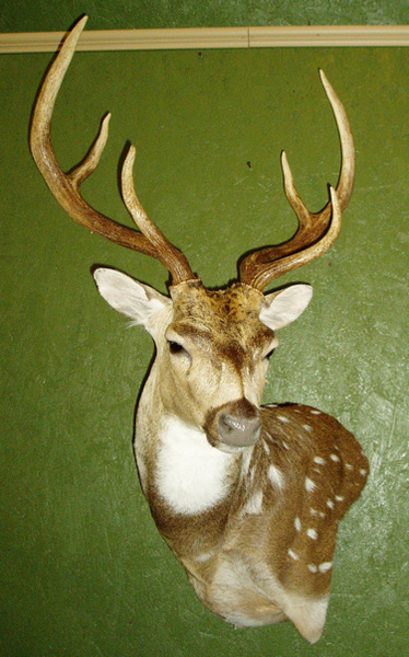 KOLINEK - Exotic/ African Shld Mounts