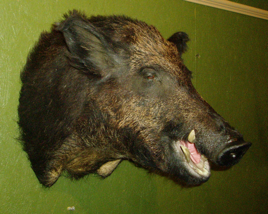 LEVI - Hogs and Javelina