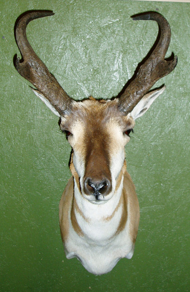 RONNIE CATLETT - Sheep/Antelope