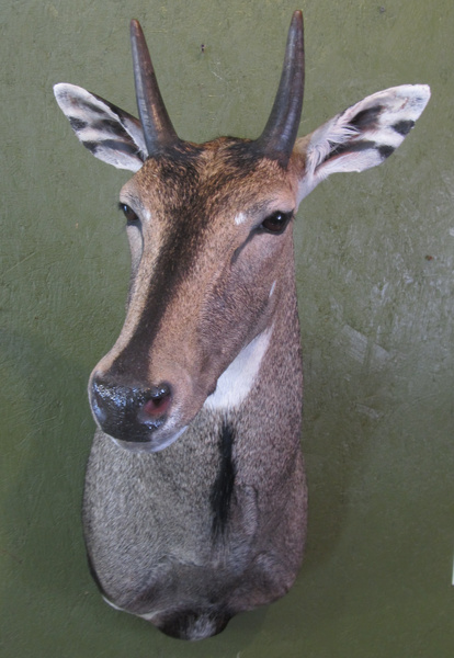 MILLERBERND - Sheep/Antelope