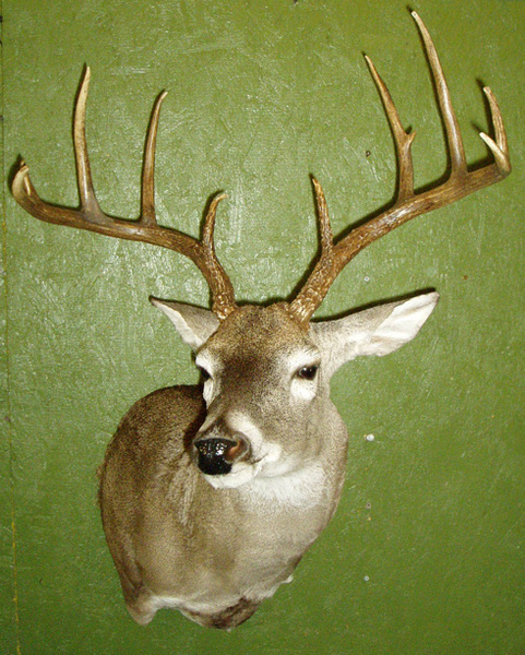 BOLES - Shoulder Mounts