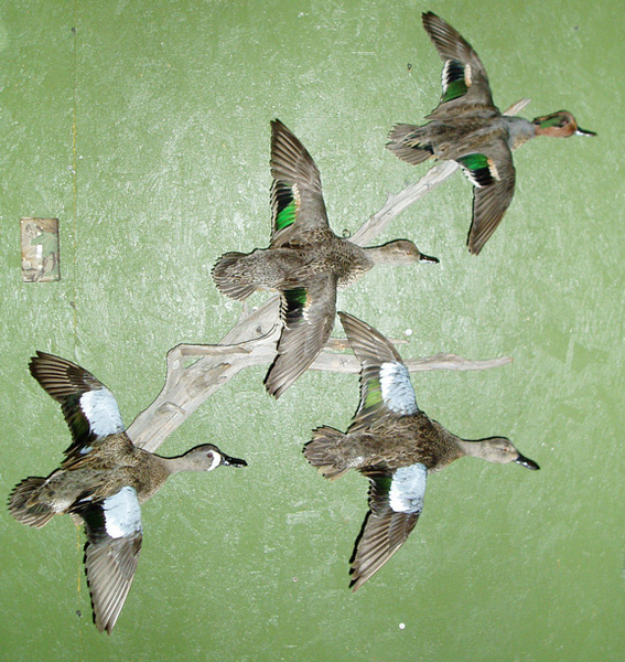 LEVI - TEALS - Birds