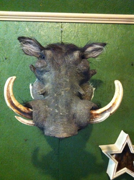 HOPKINS - Exotic/ African Shld Mounts