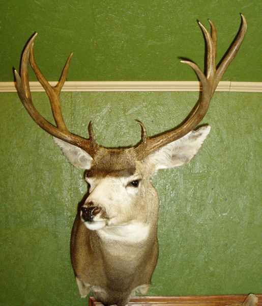 GRAHAM - Shoulder Mounts