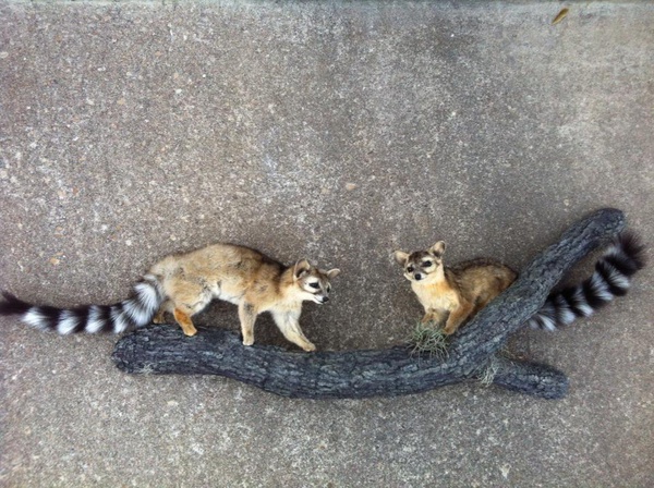 HERNANDEZ - Small Animals