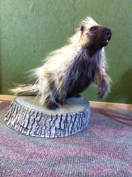 - Small Animals
