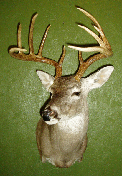 GORSUCH - Shoulder Mounts