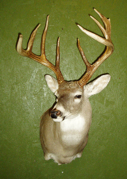 JD SMITH - Shoulder Mounts