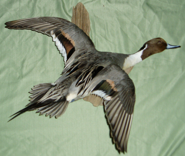 MY PINTAIL - Birds