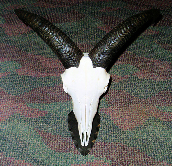 CATLETT - Sheep/Antelope