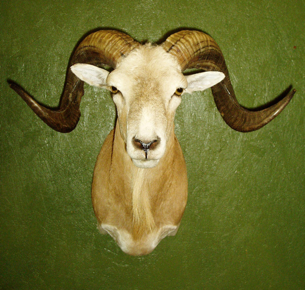 BURKETT - Sheep/Antelope