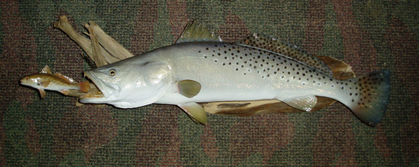 MUDD - Fish