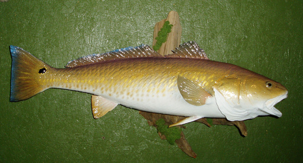 NALL 30' - Fish