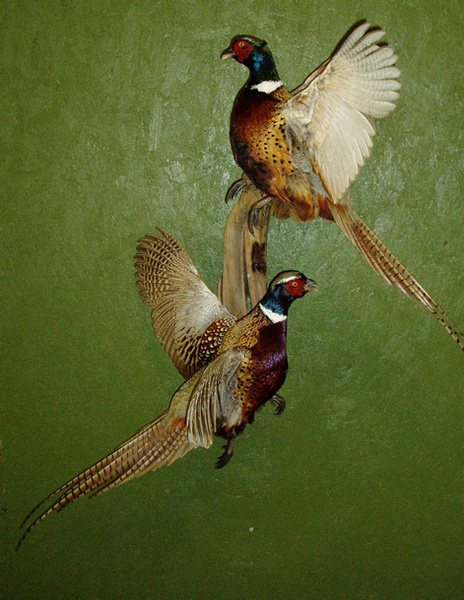 SUMILE - Birds