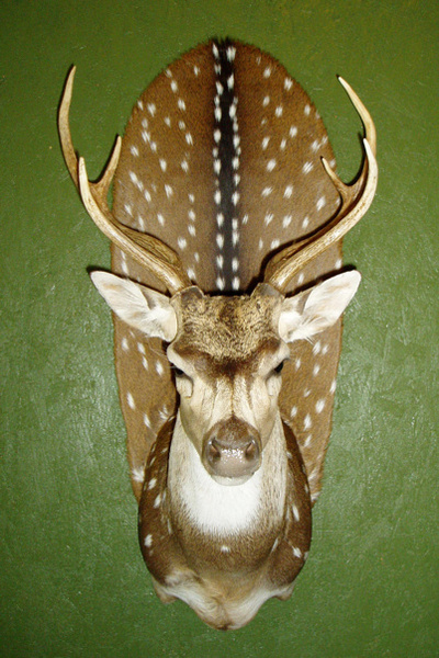 BOLNER #1 - Exotic/ African Shld Mounts