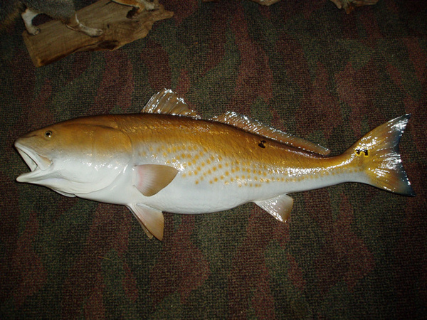 BRISENO - Fish