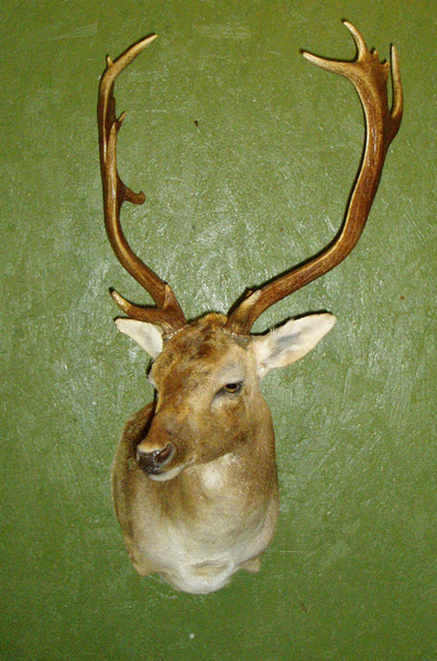 BRIAN - Exotic/ African Shld Mounts