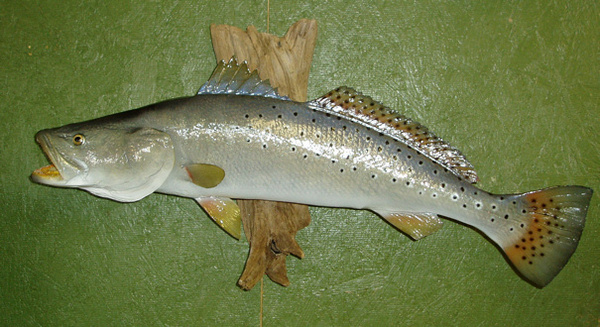 UNGER 29 1/2' - Fish