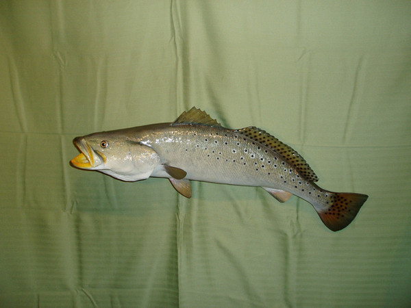 28' TROUT - ROXANNE - Fish