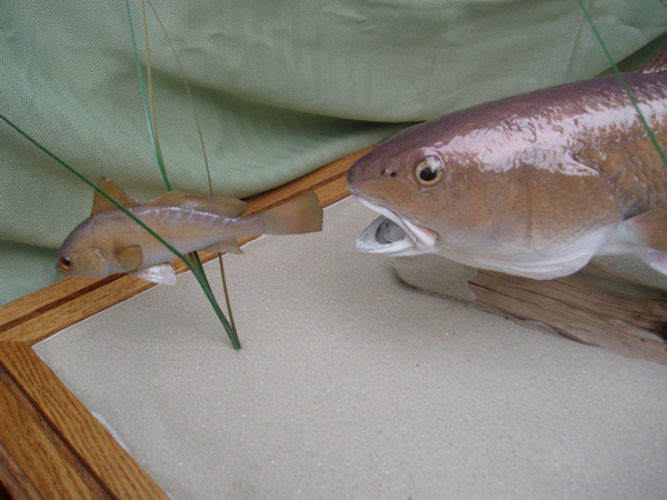 COUCH - Fish