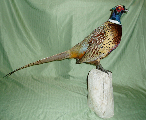 TRUE - Birds