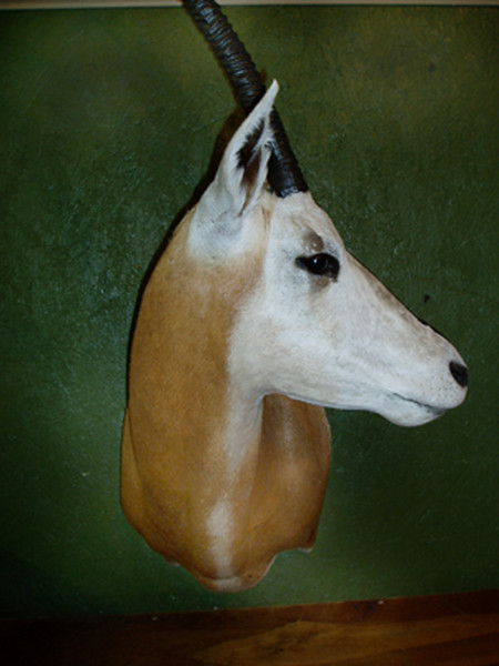 Oryx-Bannon - Sheep/Antelope