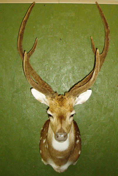 T.J. HORNY - Exotic/ African Shld Mounts