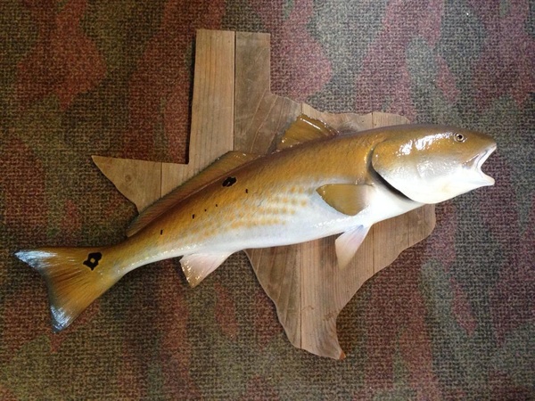 SALINAS - Fish