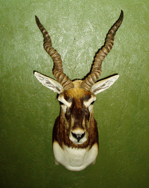 DEVANEY - Sheep/Antelope