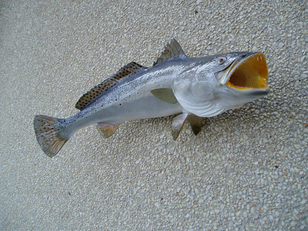 28' - JD SMITH - Fish