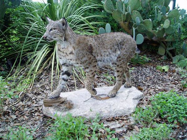 CATLETT - Small Animals