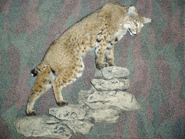 RIGBY - Small Animals