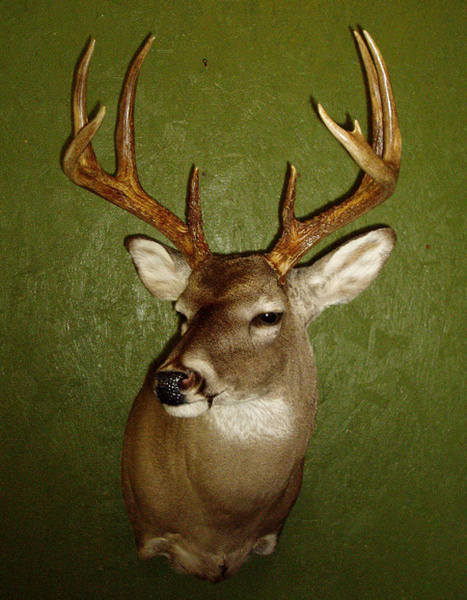 SAUCEDO - Shoulder Mounts