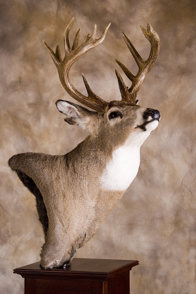 Whitetail Table Pedestal - Shoulder Mounts