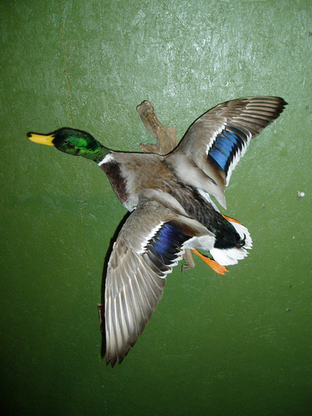 Devleeschower - Birds