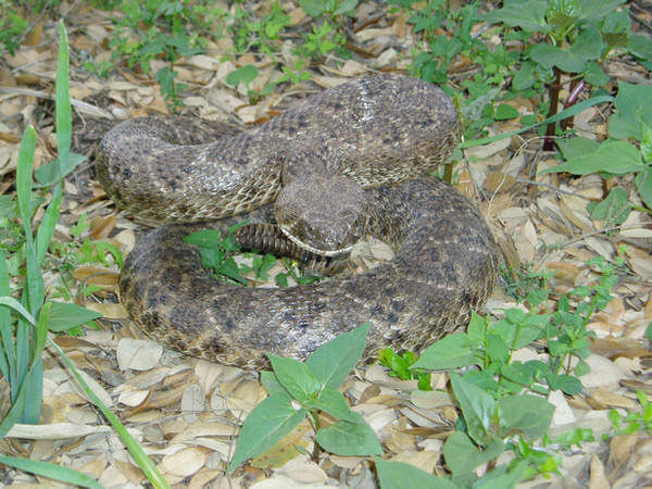 STEVE - Snakes