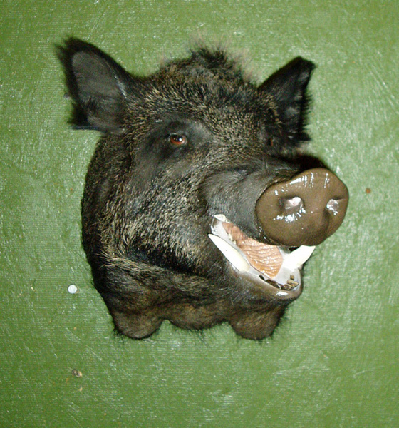 MONTERO - Hogs and Javelina