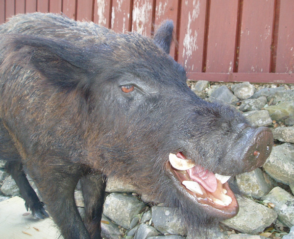 BILL MORRIS - Hogs and Javelina