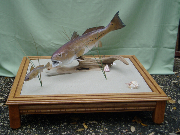 COUCH - Fish