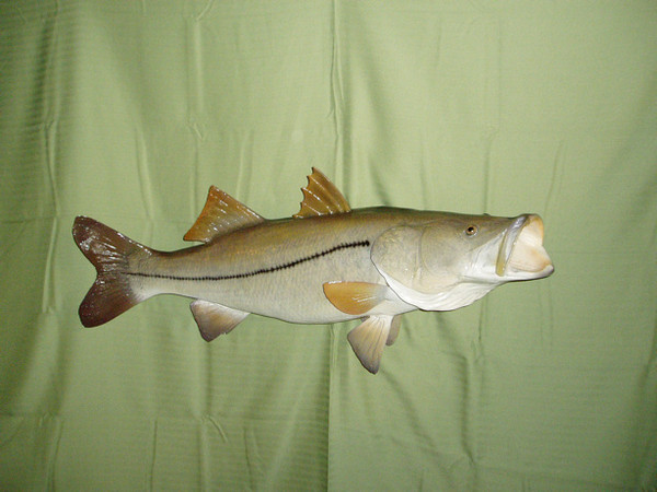 40' SNOOK - HARDY - Fish