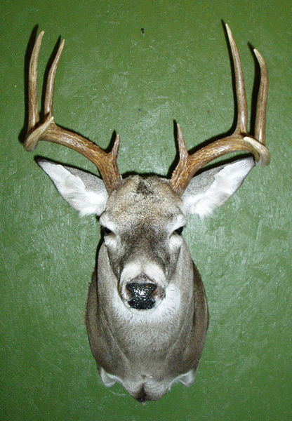 TORREY NALL - Shoulder Mounts