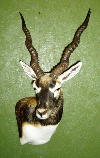 T. HORNY - Sheep/Antelope