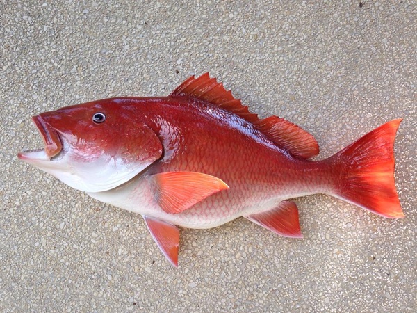 DAVIS 32' SNAPPER - Fish