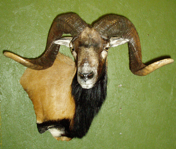 TATE-CORSICAN PEDESTAL - Sheep/Antelope