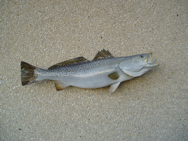 29' Trout - Kelly Powell - Fish